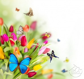 Яркие бабочки над тюльпанами