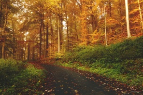 Дорога в осенний лес