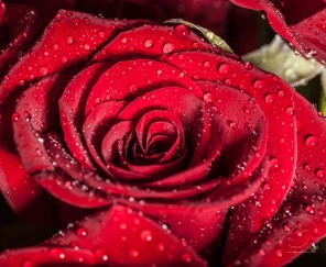 Бархатная алая роза после дождя