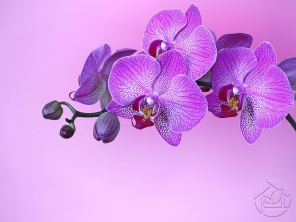 Фиолетовый фон с Орхидеей
