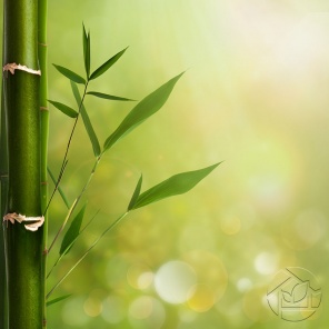 Молодые листки бамбука