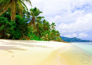 Нависшие пальмы вдоль пляжа