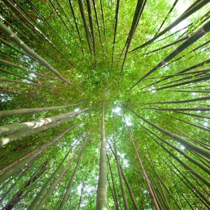 Вид снизу на макушки бамбука