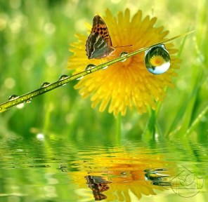 Бабочка и жёлтый цветок