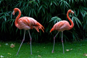Два розовых фламинго