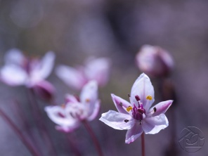 Бутон фиолетового цветка