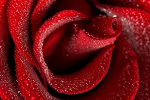 Сердце розы