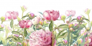 Крупные розовые пионы рисунок