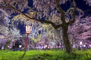 Японский парк с цветущей сакурой