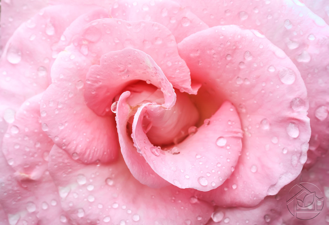 Сердце розовой розы