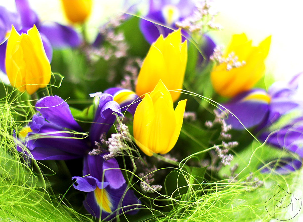 Фотообои "Жёлтые тюльпаны и ирисы" - Арт. 0120020013