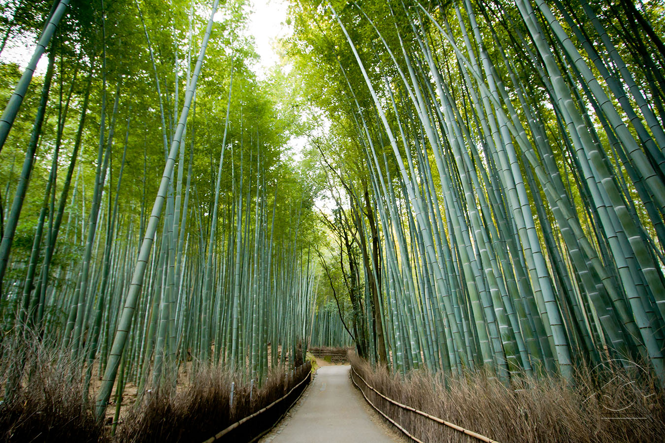 Бамбуковый лес с тропой