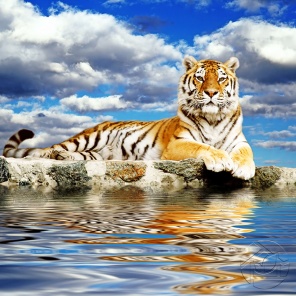 Тигр и его отражение