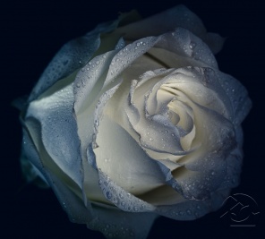 Сказочная белая роза