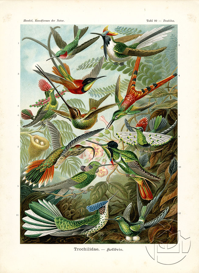 Цветная иллюстрация необычных птиц