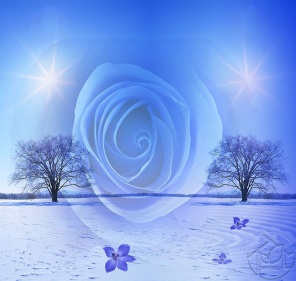 Голубая роза в виде лёгкого фона