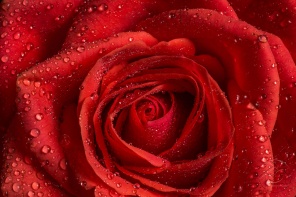 Капли росы на красной розе