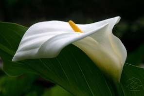 Цветок белой Каллы