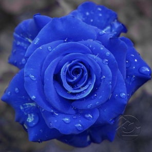Глубокий синий цвет Розы