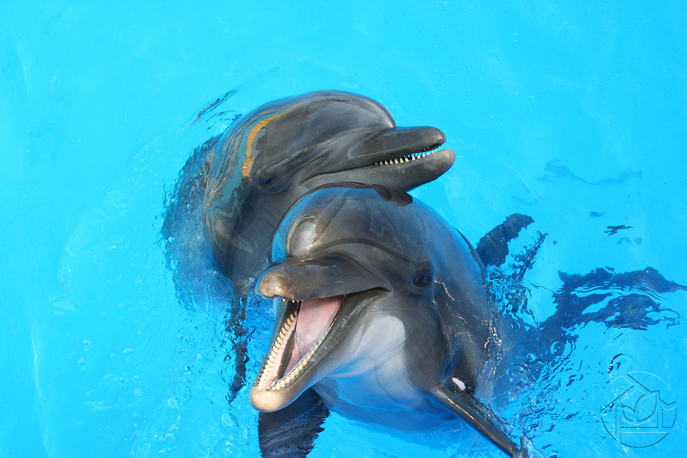 Дружба дельфинов