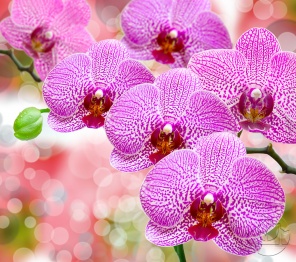 Красивые розовые Орхидеи