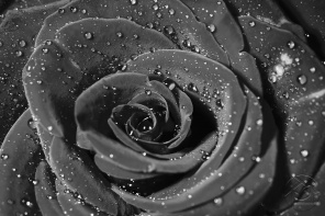 Серая роза в брызгах дождя