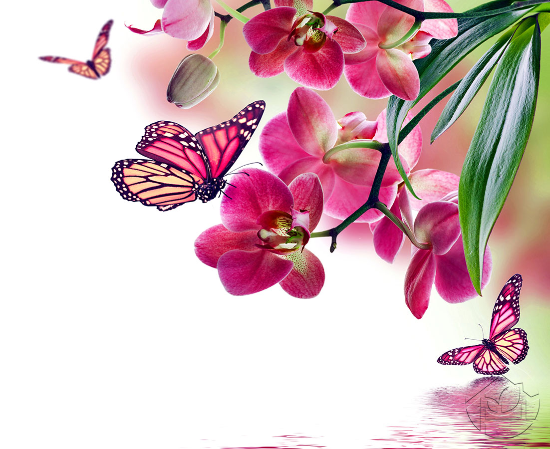 Бабочки-орхидеи