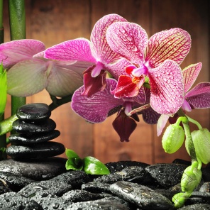 Розовая Орхидея и черные камешки