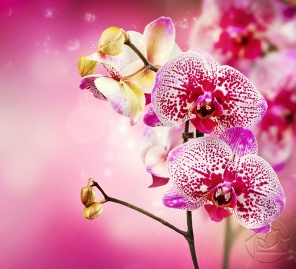 Розовые Орхидет и золотые бутоны
