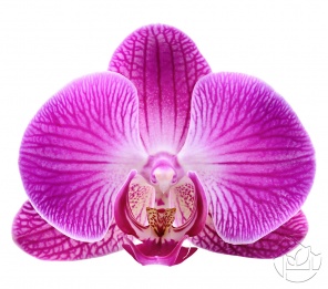 Лепестки розовой Орхидеи