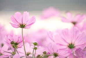 Цветки розовой космеи