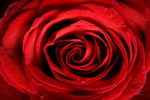 Макросъёмка красной Розы