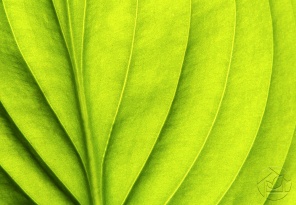 Текстура зелёного листка