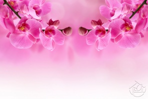 Красивая розовая орхидея