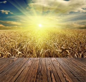 Яркое солнце над пшеничным полем