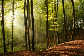 Лес освещается солнцем