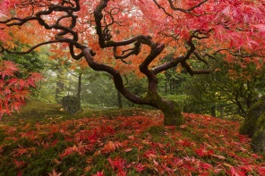 Красное дерево с опавшими листьями