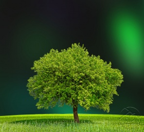 Зелёное дерево на тёмном фоне