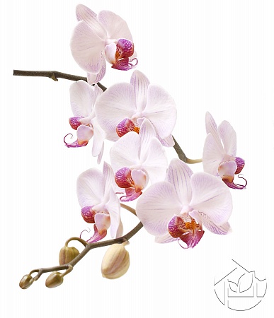 Ветка светлой Орхидеи