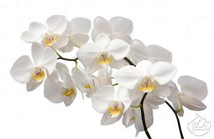 Нежные белые Орхидеи
