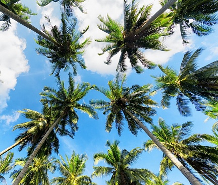 Верхушки пальм на фоне синего неба