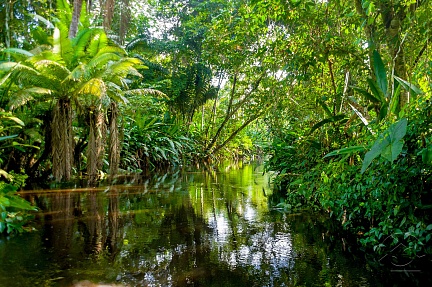 Река в джунглях