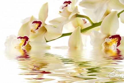 Веточка белой Орхидеи в воде