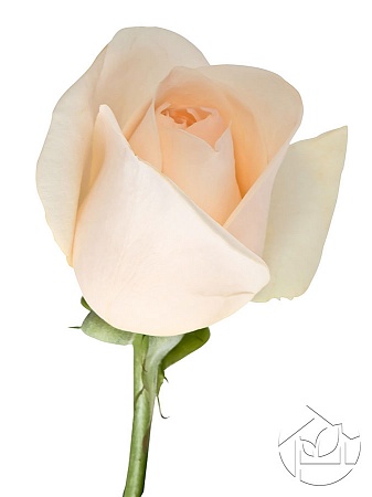 Бутон белой розы