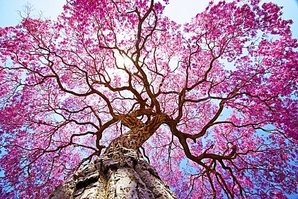 Сказочное дерево сакуры