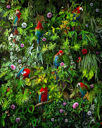Красивые попугаи в тропиках