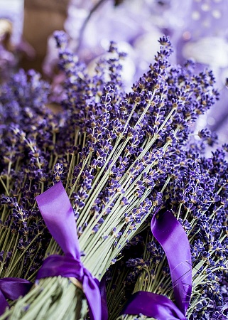Цветы лаванды с фиолетовой лентой