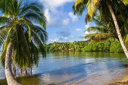 Остров мангров и пальм
