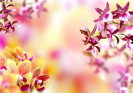 Цветочный фон из Орхидеи