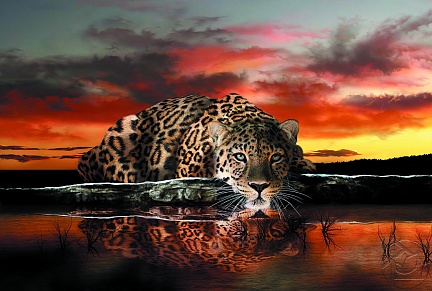 Величественный леопард